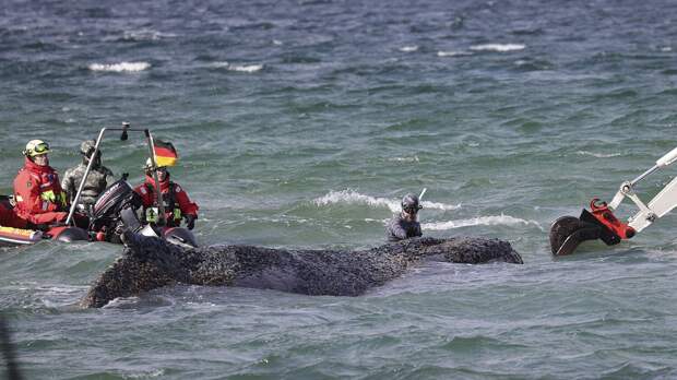 У кита Тимми нашли новые травмы