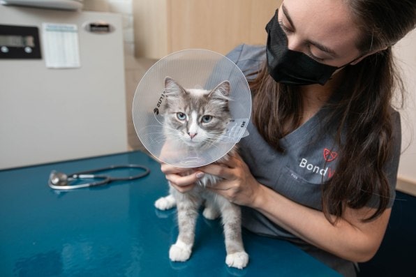 лечение кота, bond vet
