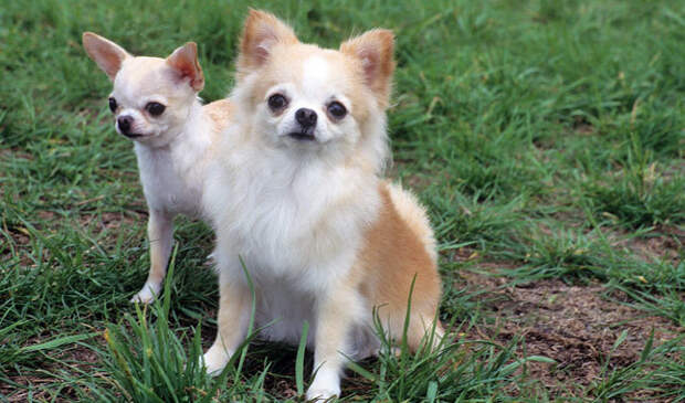 Chihuahua  ‘Momo’