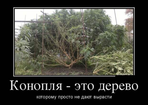 Демотиваторы (30 фото) Демотиваторы (30 фото)