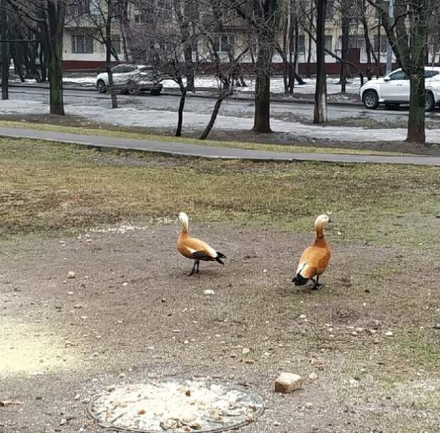 По улице в Выхине- Жулебине прогуливались дикие утки