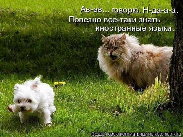 Свежая котоматрица (32 фото)
