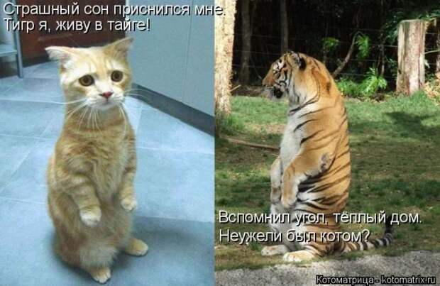 Кошатина да псятинка позитивная, этакая забавная, с надписями, очень много на выходные