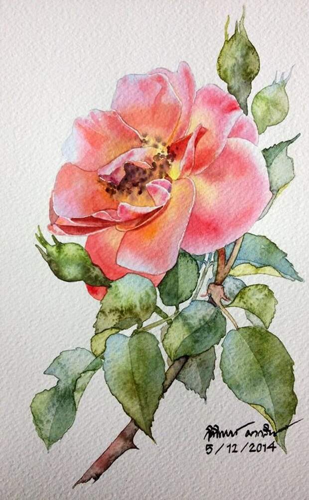 Rose painting: