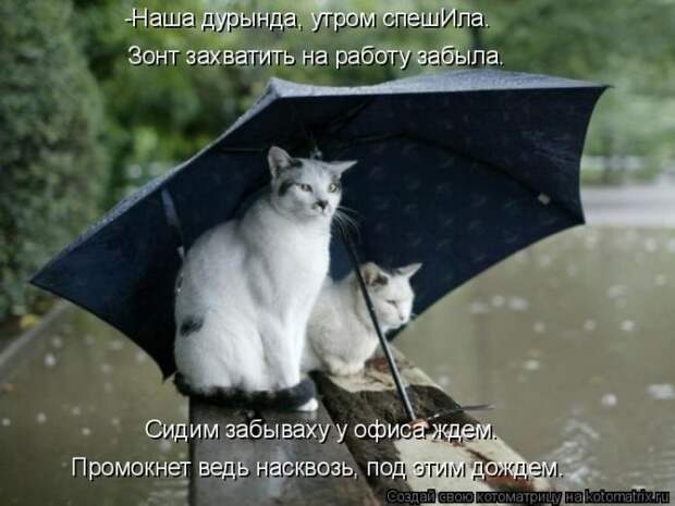 Лучшие котоматрицы недели