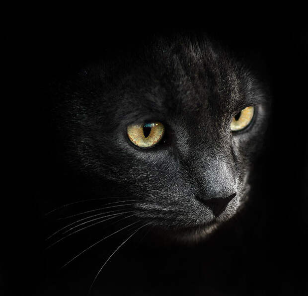animal-portraits-sergey-polyushko-19-582b05f0241e3__880
