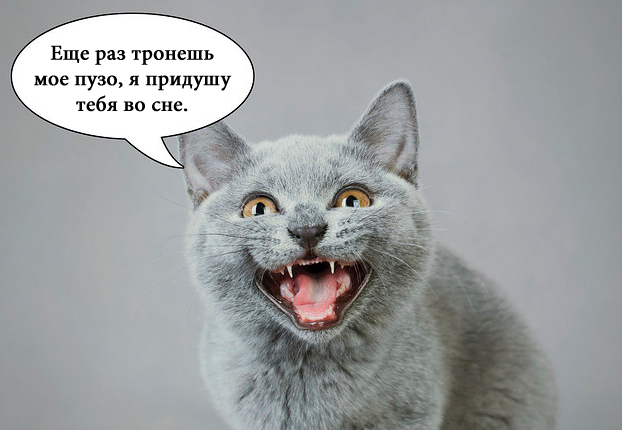О чем на самом деле думают коты