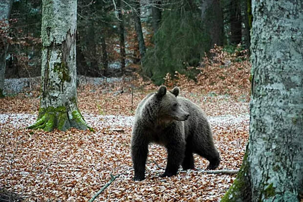 Не совсем спячка: почему медведи переживают зиму в торпоре, а не в гибернации