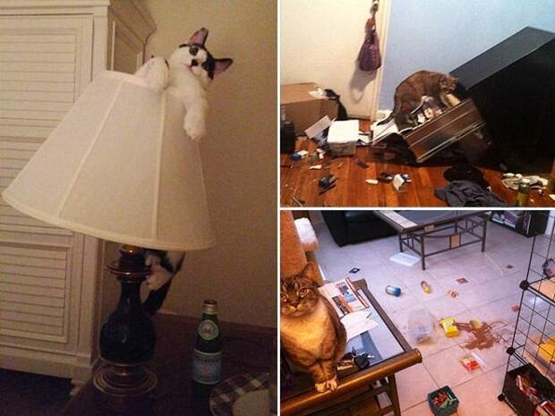 В каждом коте живет маленький дьявол животные, коты, юмор