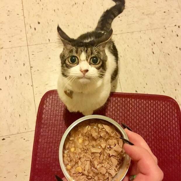 Кошка ждет еду Кошка и еда