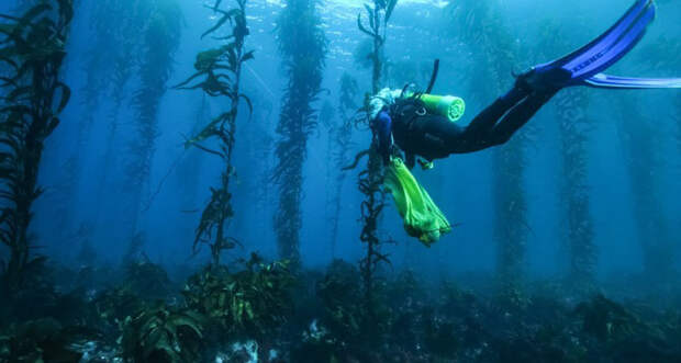 kelp forest