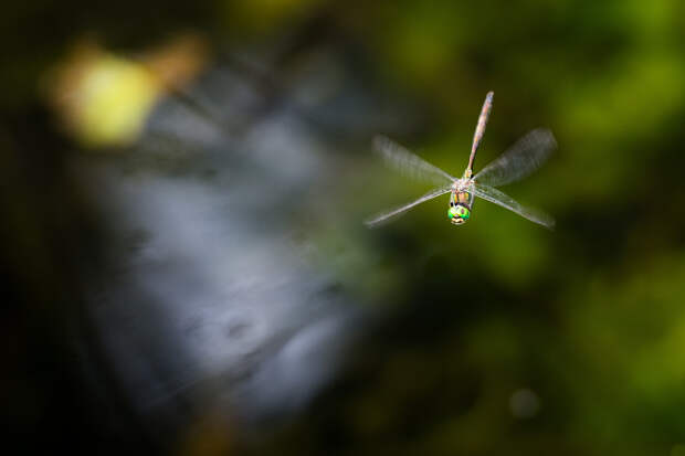 У стрекоз нашли неожиданное сходство с людьми