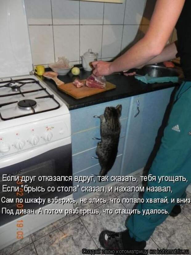 Лучшие котоматрицы недели (50 фото)
