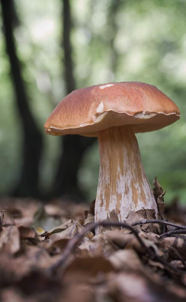 Белый гриб — царь грибов. Ценится за отменные вкусовые качества и аромат. По форме гриб напоминает бочонок. Имеет коричневую шляпку и белую или светло-коричневую ножку (до 25 см). Произрастает в хвойных, лиственных и смешанных лесах. (Matthew Kirkland)