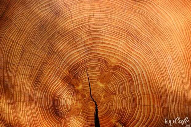 ТОП-10 самых известных деревьев в мире. CC0