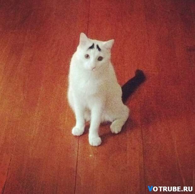 Необычный кот, которого прозвали Бровастиком Выпуск 351 (29 фото) Необычный кот, которого прозвали Бровастиком Выпуск 351 (29 фото)
