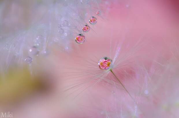 Фотография Before we fly away автор Miki Asai на 500px