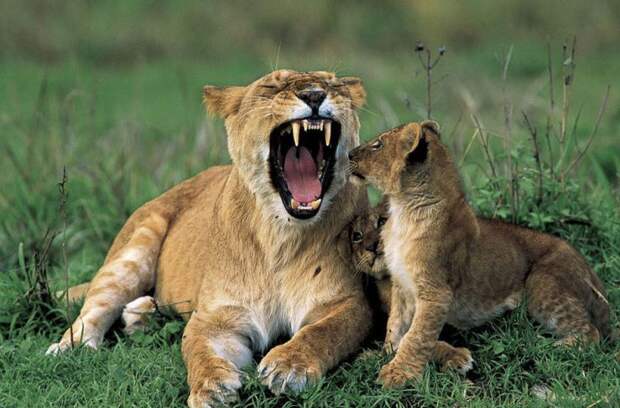 Мать и дитя в мире животных: львица с львенком.  Фото