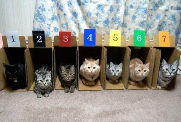Как правильно хранить кошек котики, мебель, хранение, юмор