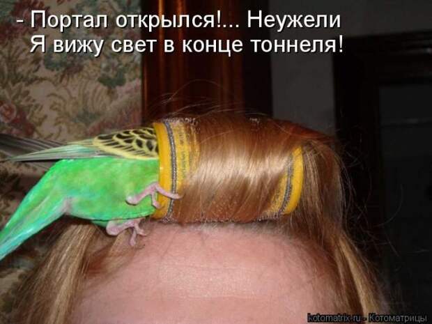 Лучшие котоматрицы недели (50 фото)