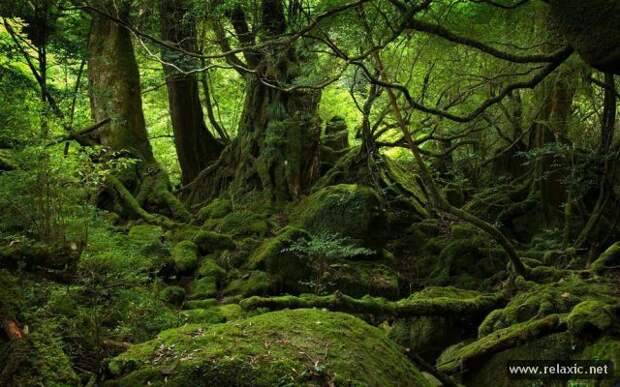 nature_031