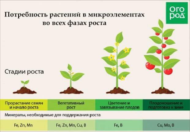польза томатной ботвы