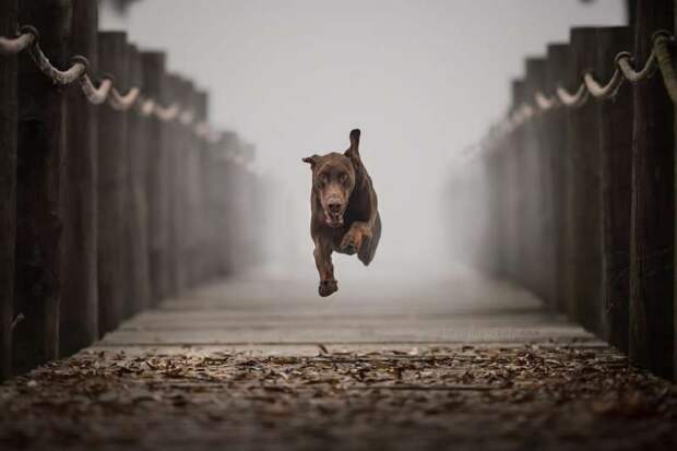Динамичные снимки Клаудио Пикколи «Собаки в действии»