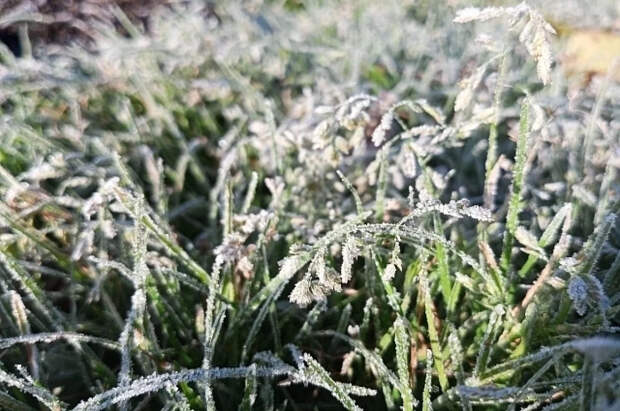 Эксперт Рождественская дала важный совет по спасению растений от заморозков