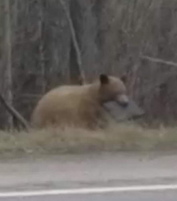 Медведь с ноутбуком в зубах удивил очевидца медведь, ноутбук