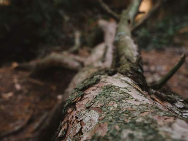 Жительница Сатки отсудила 247 тысяч за упавшее на автомобиль дерево