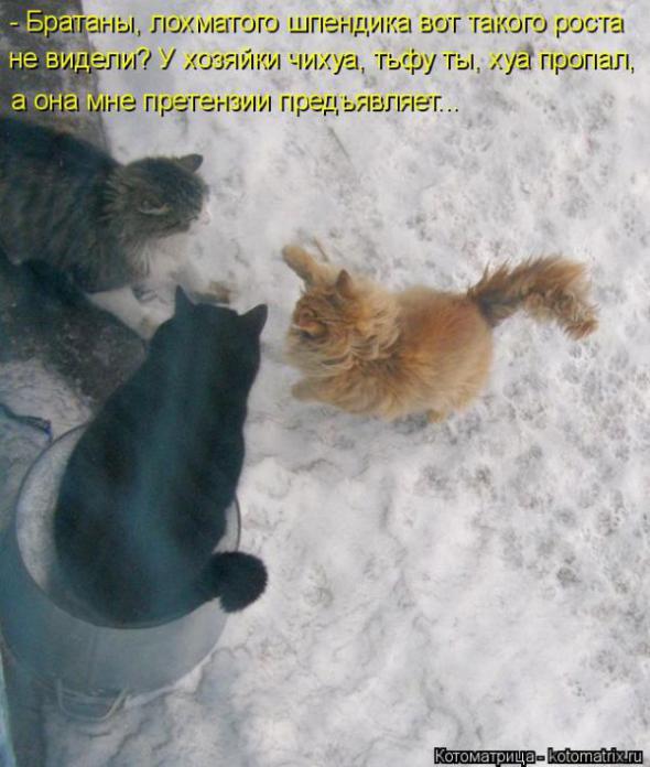 Котоматрицы (картинки с надписями)