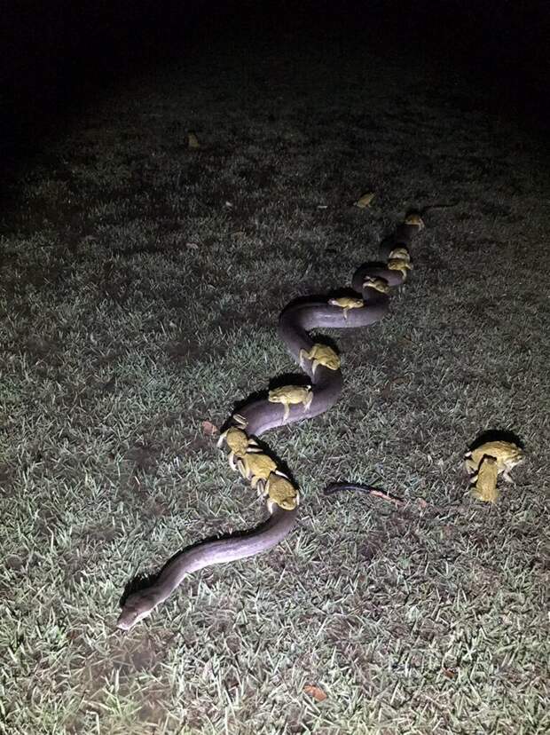 Такое может произойти только в Австралии: ночью 31 декабря местный фермер увидел на своем заднем дворе такую интересную картину австралия, дикая природа, дикие животные, жабы, животные, забавно, питон, природа