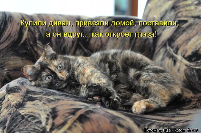 Лучшие котоматрицы недели