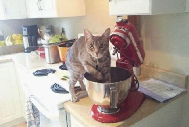 16 уморительных фото животных, которые ведут себя очень плохо