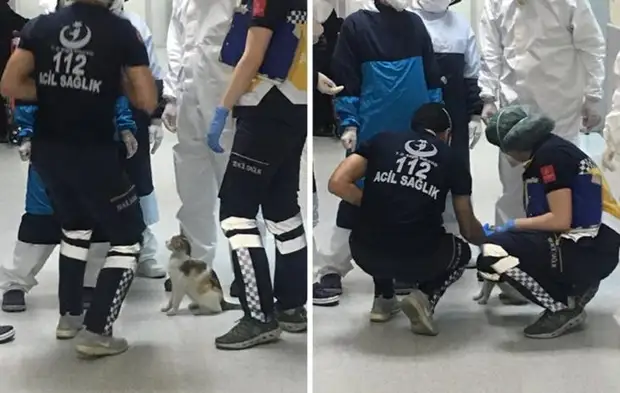 В Турции кошка принесла на осмотр котенка в отделение скорой помощи