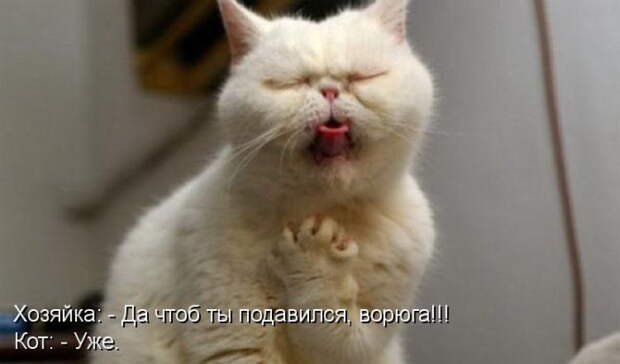 Котоматрицы (50 штук) Котоматрицы (50 штук)
