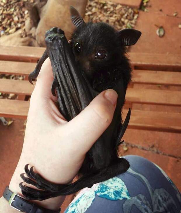 Adorable Bats