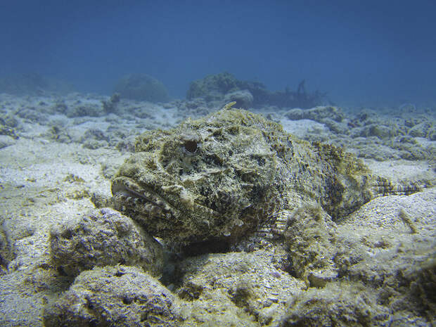Spotted Scorpionfish