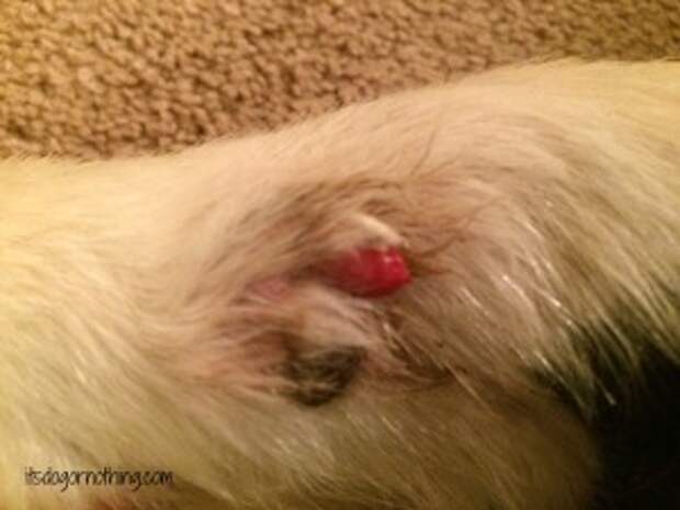 Dog Broken Nail