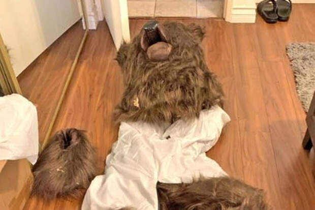 Членов банды, испортивших машины в костюме медведя ради страховки, лишили свободы