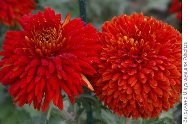 Сорт Escort Rot, фото автора
