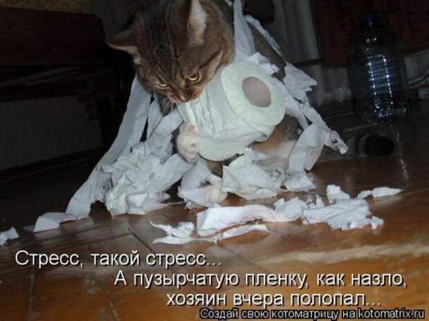 Котоматрицы (картинки с подписями)