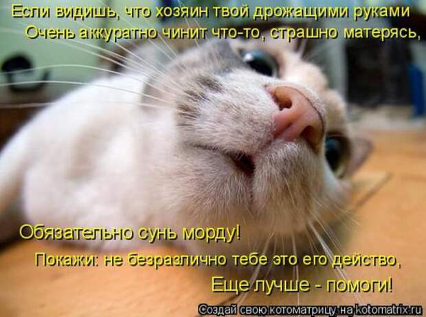 Котоматрицы(картинки с надписями)