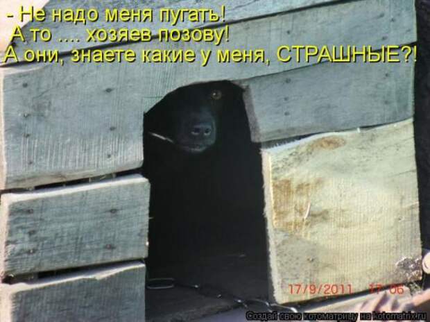 Котоматрицы(картинки с надписями)