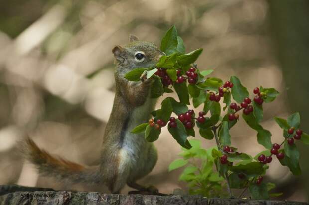 Фотография забавная жизнь белок Andre Villeneuve Фотография забавная жизнь белок Andre Villeneuve