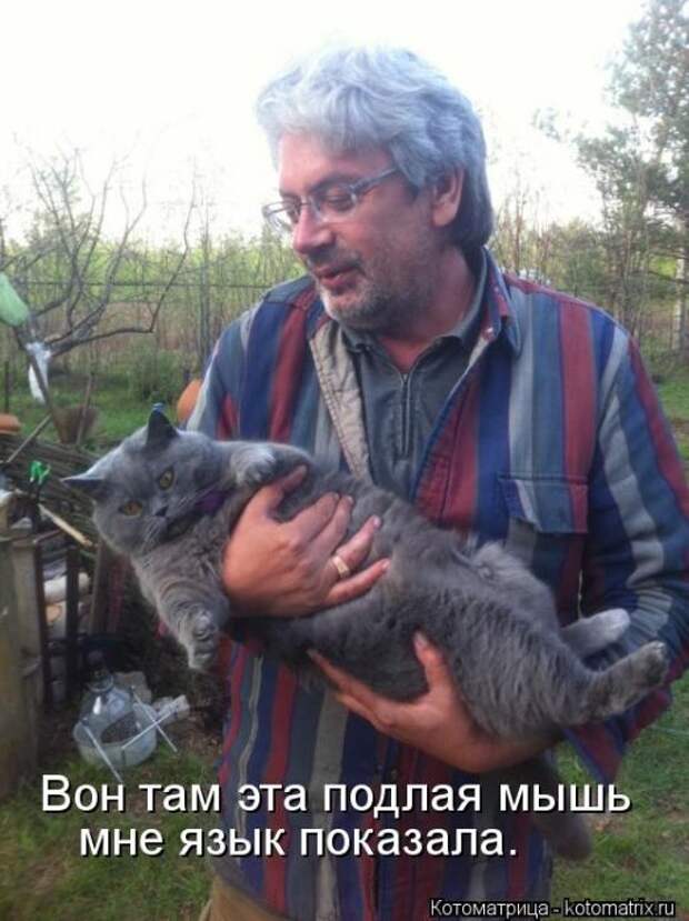 Котоматрицы(картинки с надписями)