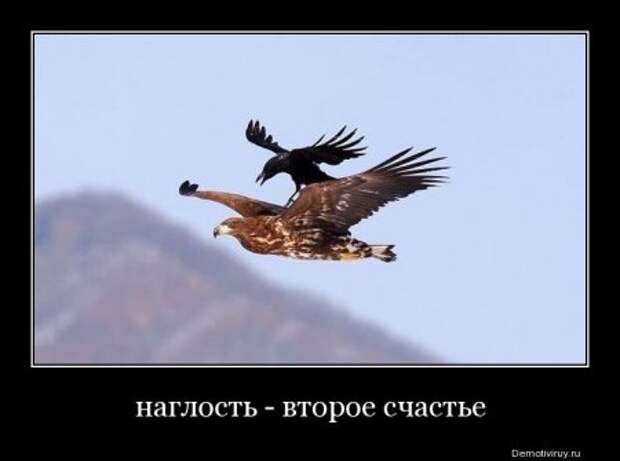 Новые демотиваторы, смешные фразы в картинках.