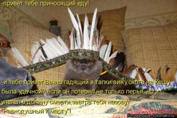 Котоматрицы(картинки с надписями)