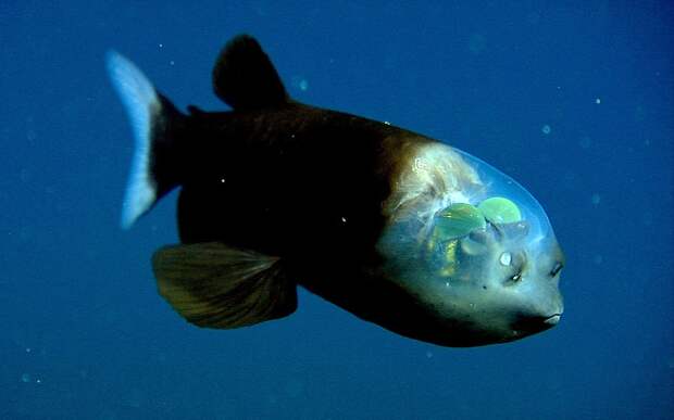 weirdfish10 Десять самых необычных океанских рыб