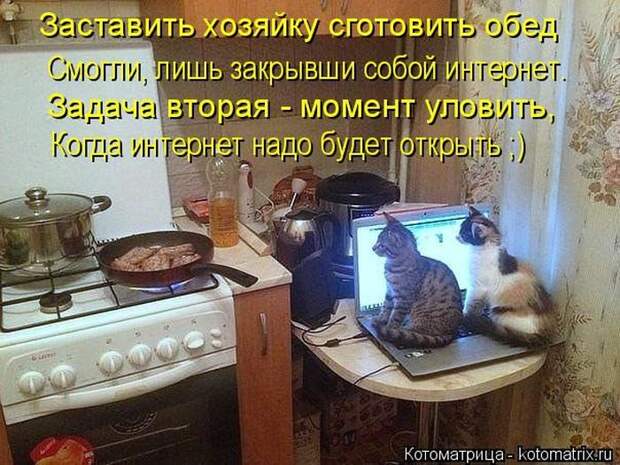 Кошатина да псятинка позитивная, этакая забавная, с надписями, очень много на выходные